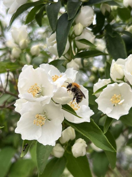 ABEILLE. Jardin, 5 juin 2024 '' Perle d'abeille ''. CLÉOPHÉE HENRY DECORMEILLE